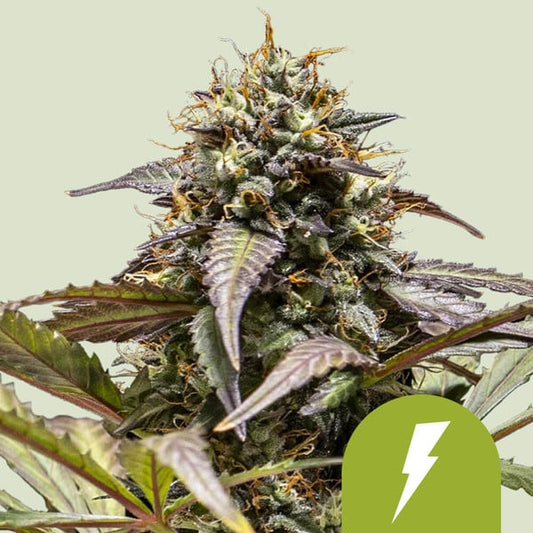 Royal Queen - North Thunderfuck - Auto 3pk