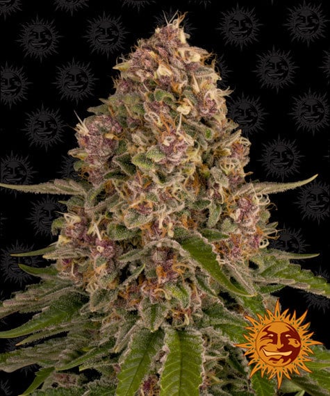 Barney's Farm Pink Kush Feminized 5pk