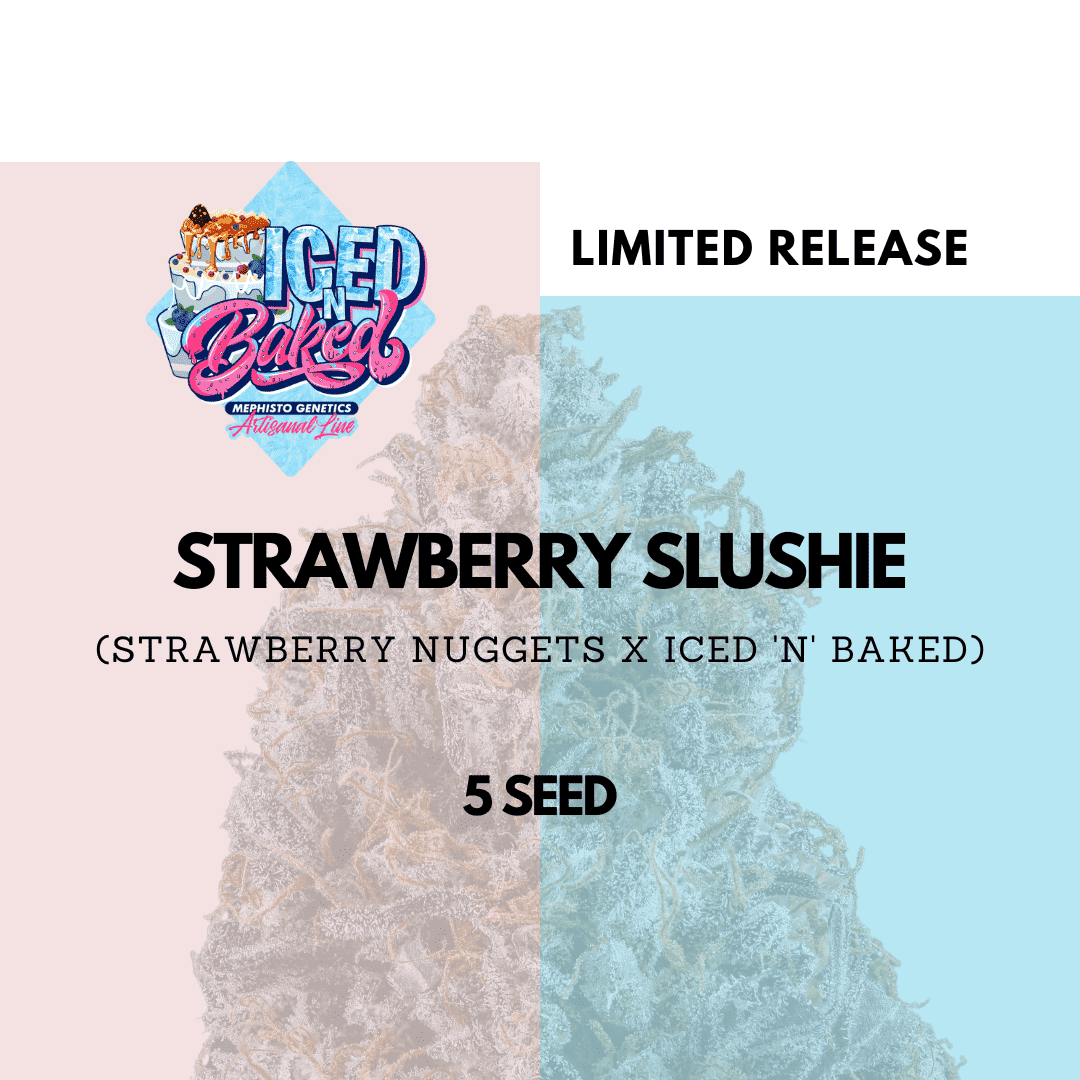 Mephisto Genetics - Strawberry Slushie Auto 5 Feminized Seeds