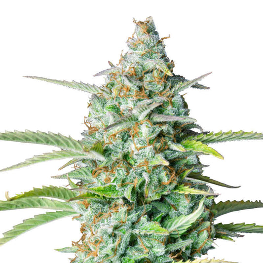 Northern Light Auto