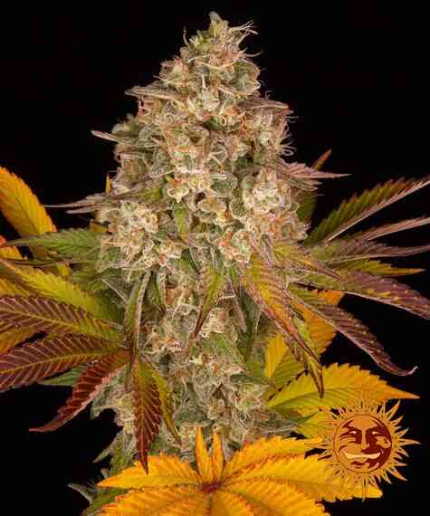 Barney's Farm Cookies Kush Auto 10pk