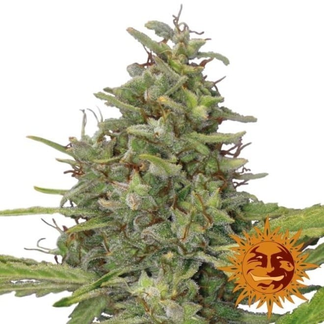 Barney's Farm G13 Haze Feminized 3pk