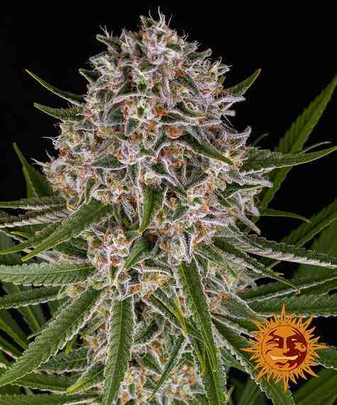 Lemon Haze
