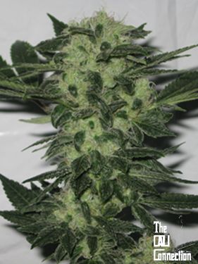 Sour Diesel