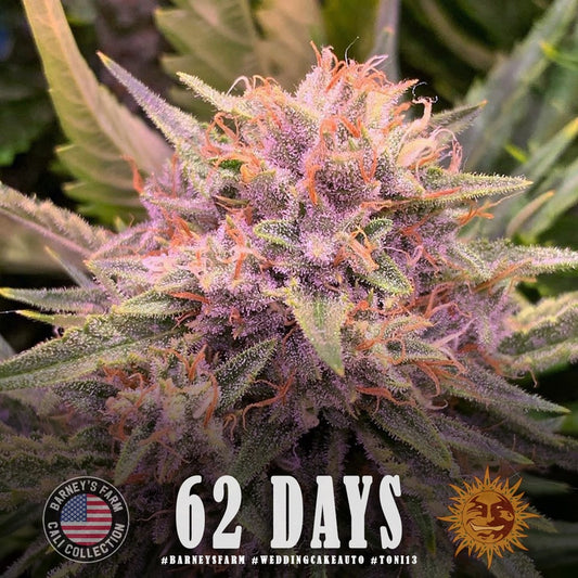 Barney's Farm Wedding Cake Feminized Auto 10pk